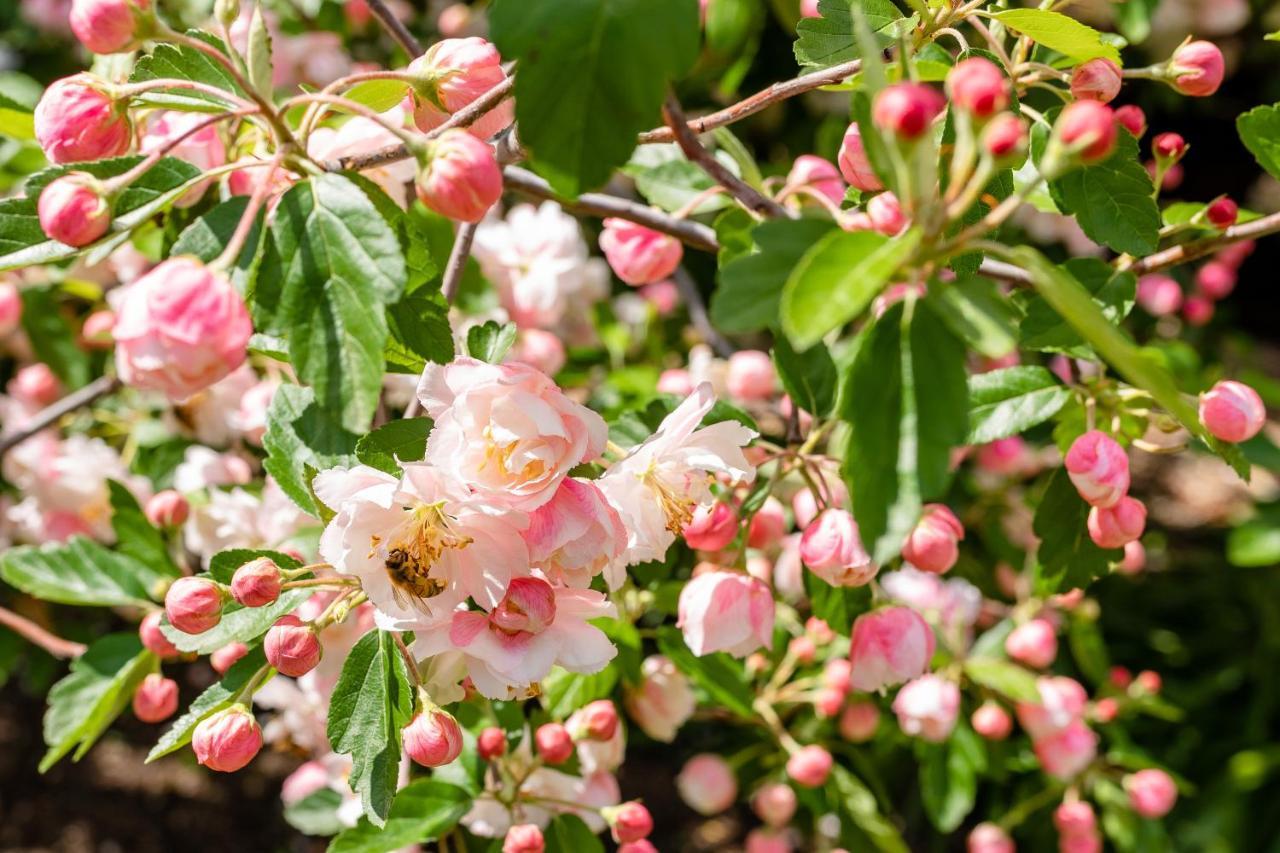 Apple Blossom Cottages Stanthorpe Extérieur photo